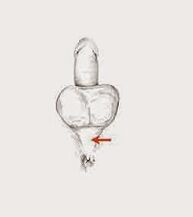 قوت کو بڑھانے کے لئے طاقت کے پٹھوں اور ان کا تناؤ